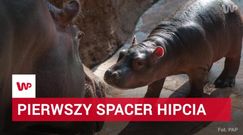 Wrocławskie ZOO wzbogaciło się o nowego i bardzo uroczego mieszkańca