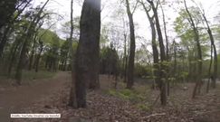 Psotny szop pracz ukradł kamerę GoPro. Co chciał z nią zrobić?