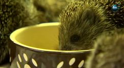 Od 6 lat pomaga chorym i osieroconym jeżom