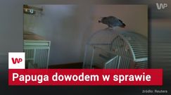 Czy papuga dostarczy dowody w sprawie o morderstwo?