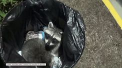 Szopy utknęły w koszu na śmieci