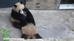 Te pandy są bardzo rozrywkowe!