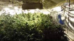 Marihuanę wartą 1,5 mln zł uprawiali w... kurniku