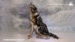 Ta iluzja skradła serca internautów. Czy to na pewno wilk?