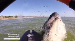 Wieloryb niemal zrzucił kobietę z deski