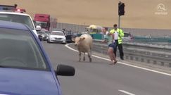 Byk szalał po słowackiej autostradzie