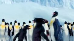 Lód to najlepszy parkiet 