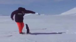 Pingwiny są takie zabawne!