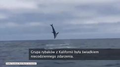 Rekin akrobata nagrany przez grupę rybaków z Kalifornii