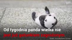 Panda wielka nie jest już gatunkiem zagrożonym wyginięciem