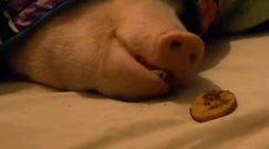 Mistrzowskie pobudki