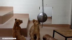 Te lwiątka uwielbiają zabawę kulą do wyburzania 