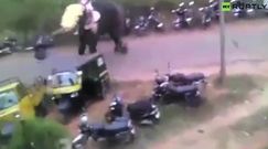 Słoń wymknął się spod kontroli opiekuna