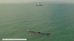 Dramatyczna akcja ratunkowa wieloryba. Zwierzę zaplątało się w sieć