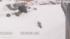 Oto jak panda zareagowała na opady śniegu