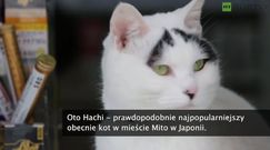 Kot o wyjątkowych brwiach hitem w Japonii