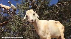 Ten niecodzienny widok nie dziwi mieszkańców Maroka