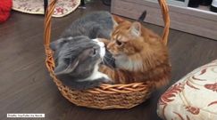W tym koszyku nie ma miejsca dla dwóch kotów