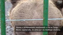 Zimy już nie będzie - ten miś nie pomylił się od 10 lat