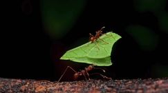 Miniaturowe roboty-mrówki są w stanie "ukraść" dwutonowy samochód