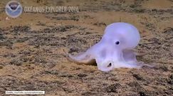 Odkrycie nowego gatunku ośmiornicy na Hawajach