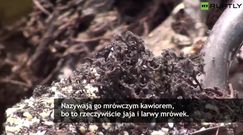 Zajadają się nim miejscowi i turyści. Mrówczy kawior smakuje i kosztuje