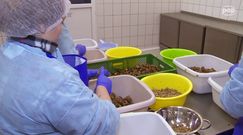 Polskie ślimaki królują w europejskich restauracjach