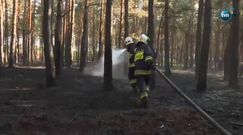 Pożar lasu koło Krosna Odrzańskiego. W akcji samolot gaśniczy i 12 zastępów strażaków