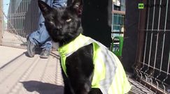 Kot budowniczy. Nadzoruje budowę w Chile i... podbija internet