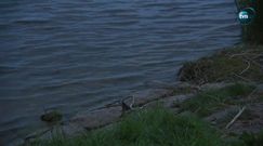 Dwie osoby wpadły do Wisły w Gdańsku. Trwa akcja poszukiwawcza