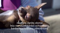 Pudelek odwiedza psi Azyl. Prezes Fundacji Dom dla Kundelka: "Zbieramy psiaki z ulicy, interwencji i po wypadkach"