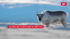 Renifery są już tak głodne, że jedzą wodorosty