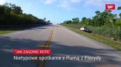 Nietypowe spotkanie z pumą