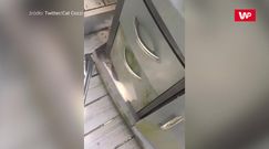 Sezon grillowy przyciągnął nietypowego gościa