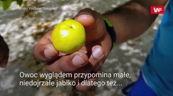 Najbardziej trujący owoc świata