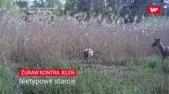 Żuraw kontra jeleń.  Nietypowe starcie