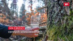 Sok z brzozy. Staropolski napój o cennych właściwościach