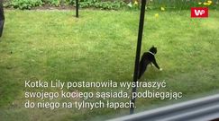 Kotka kontra kot. Zabawne nagranie właściciela