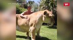 Potężna hybryda dwóch drapieżników