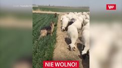 Psy pilnują owce. Zabawne nagranie