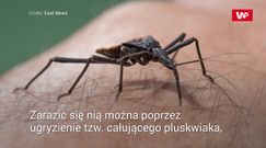 "Całujące robaki" śmiertelnie niebezpieczne