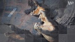 Niezniszczalne niesporczaki