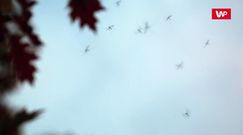"Latające strzykawki" nad Polską. Ratunek jest tylko jeden
