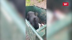 Nakrył niedźwiadka. Reakcja była natychmiastowa