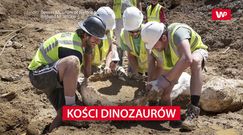 Kości dinozaurów znalezione koło Denver