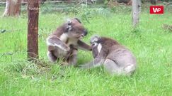 Walka rozgniewanych koali