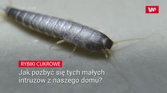 Rybiki cukrowe. Jak pozbyć się ich z naszego domu?