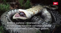 "Wąż zombie". Udaje martwego, żeby zaatakować