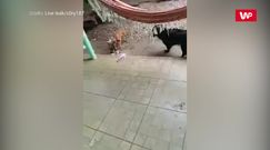 Psy rozprawiły się ze szczurem