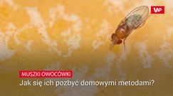 Muszki owocówki. Jak się ich pozbyć domowymi metodami?